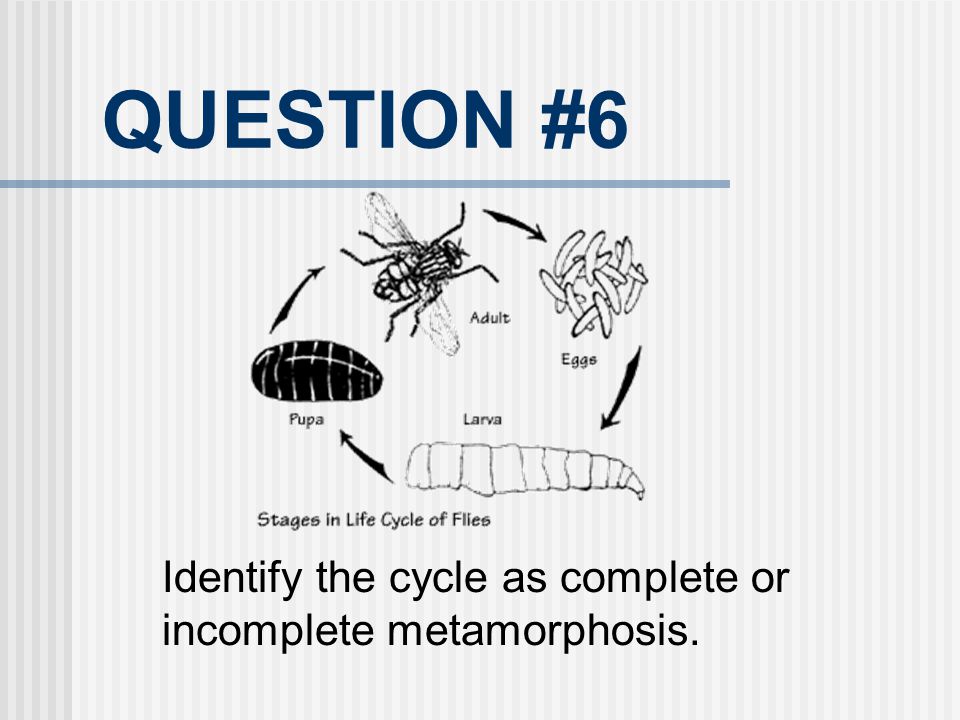 QUESTION #6 Identify the cycle as complete or incomplete metamorphosis.