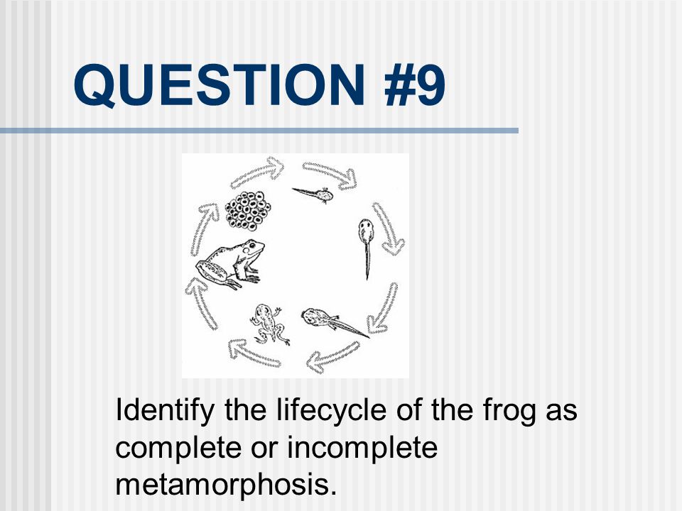 QUESTION #9 Identify the lifecycle of the frog as complete or incomplete metamorphosis.