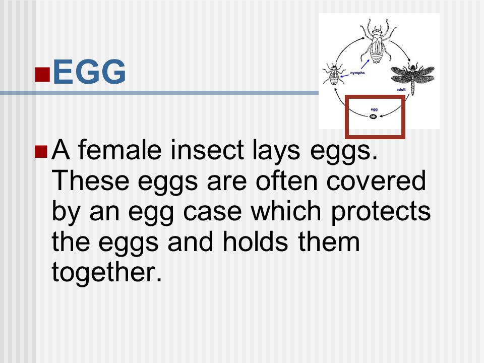 EGG A female insect lays eggs.