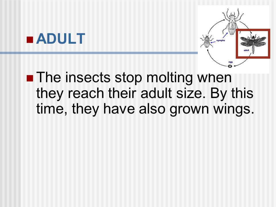ADULT The insects stop molting when they reach their adult size.