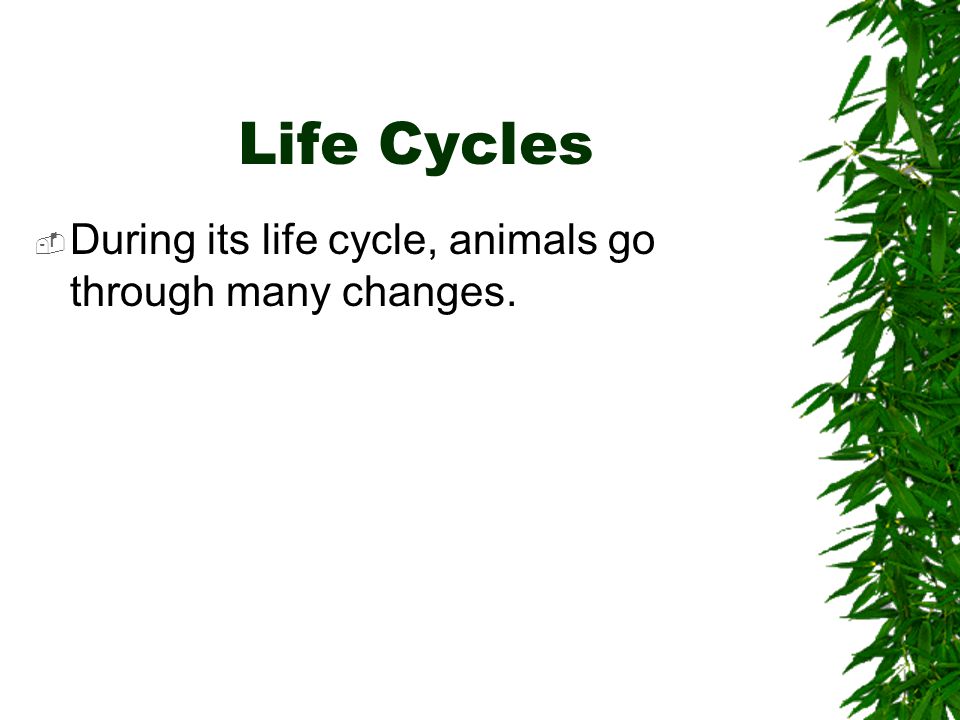 Life Cycles During its life cycle, animals go through many changes.