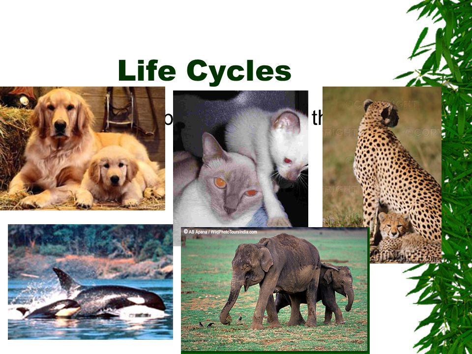 Life Cycles Some animal babies look like their parents.