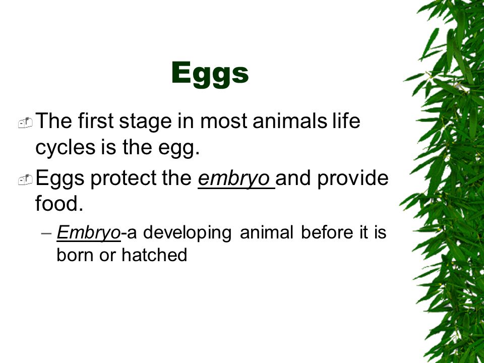 Eggs The first stage in most animals life cycles is the egg.