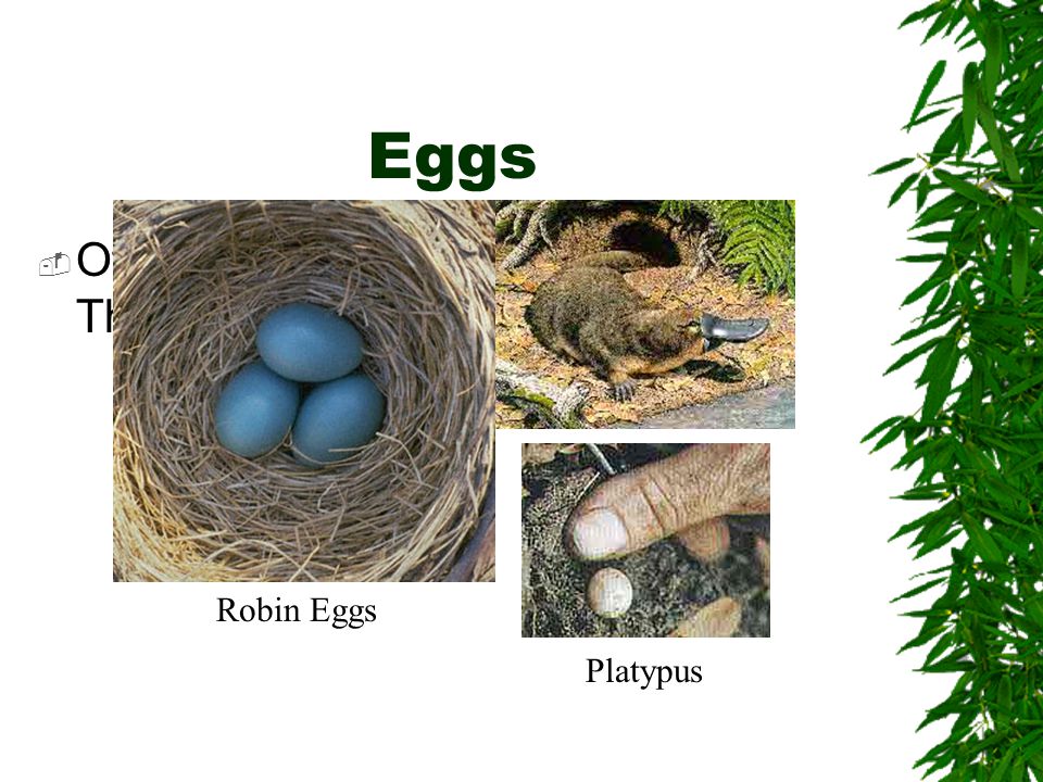 Eggs Robin Eggs Platypus Other animals lay just a few eggs. They will stay and protect them.