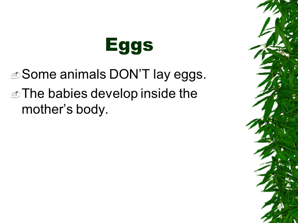 Eggs Some animals DON’T lay eggs.