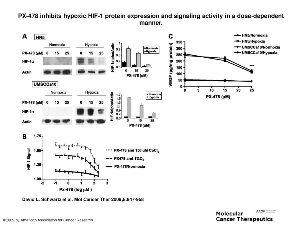PX-478 inhibits hypoxic HIF-1 protein expression and signaling activity in a dose-dependent manner.