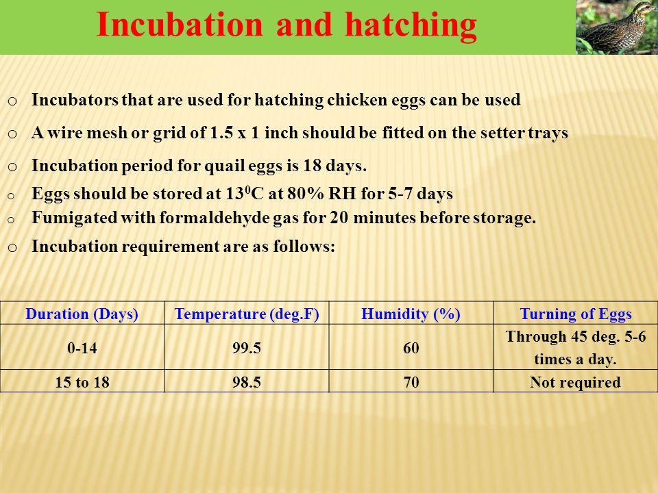 Quail Farming As Diversification Venture In Rural India Ppt Download