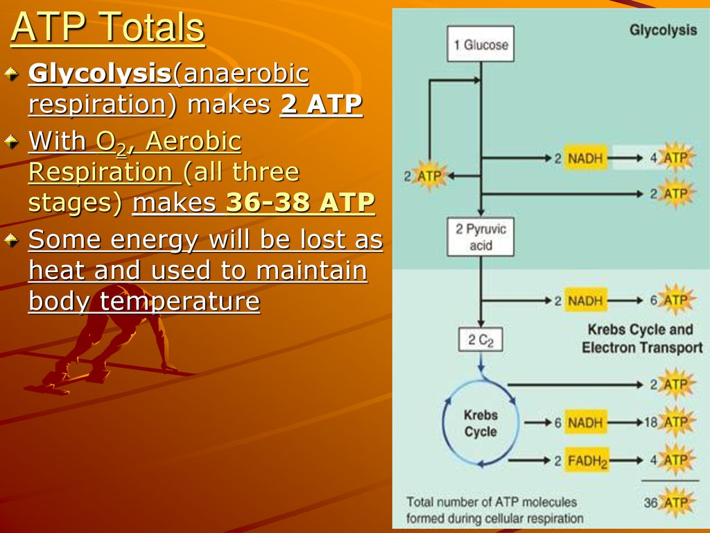 Cellular Respiration. - ppt download