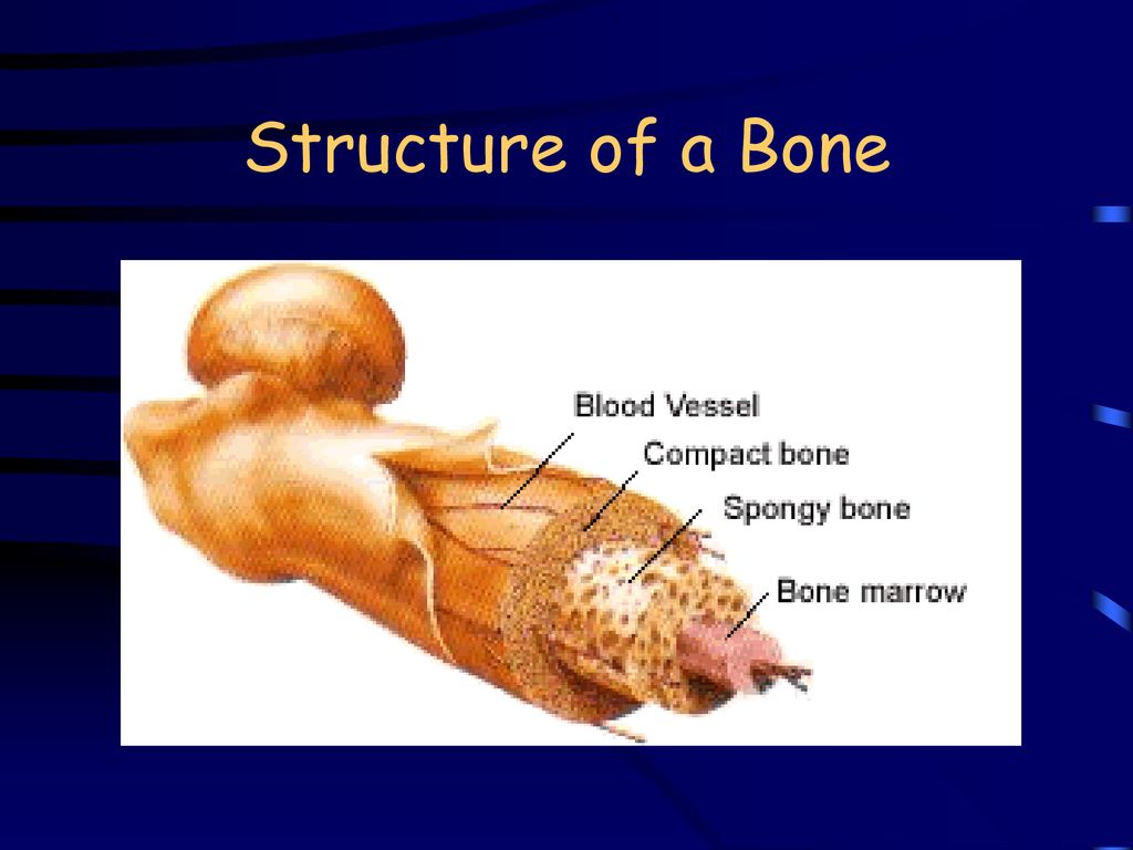 The Skeletal System Biology Diagrams
