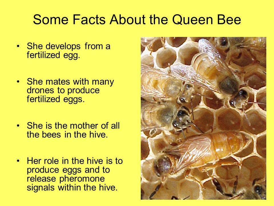 Some Facts About the Queen Bee
