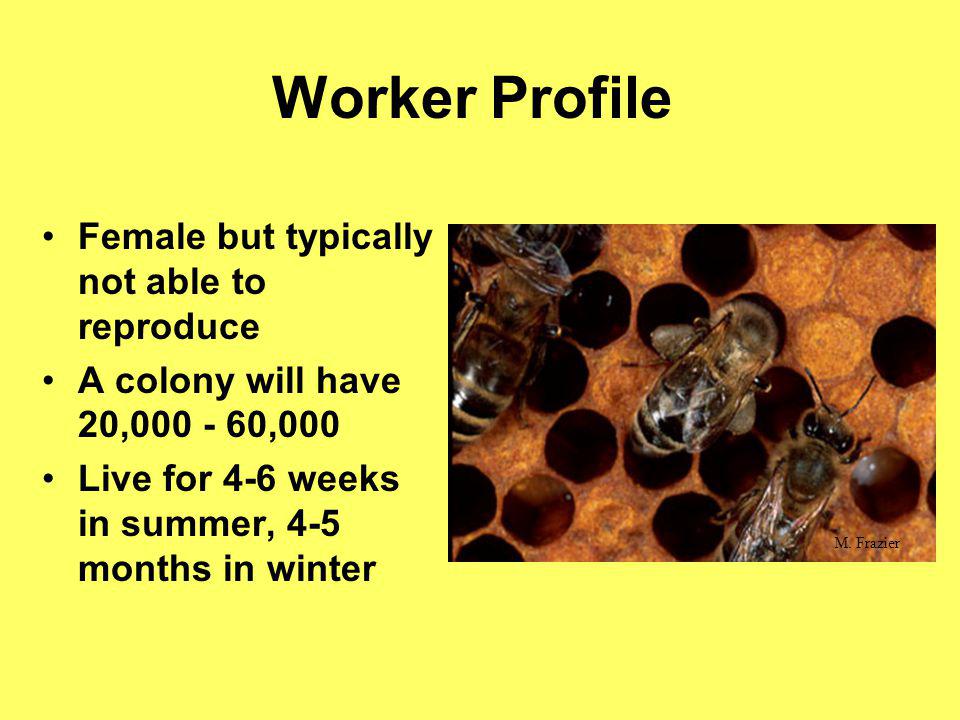 Worker Profile Female but typically not able to reproduce