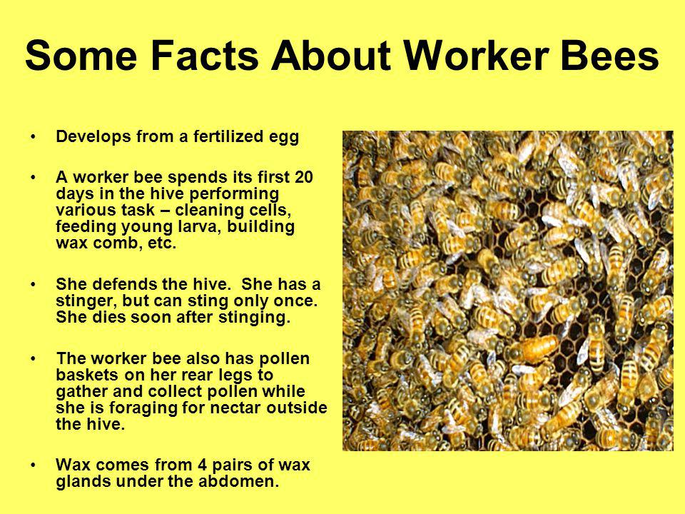 Some Facts About Worker Bees