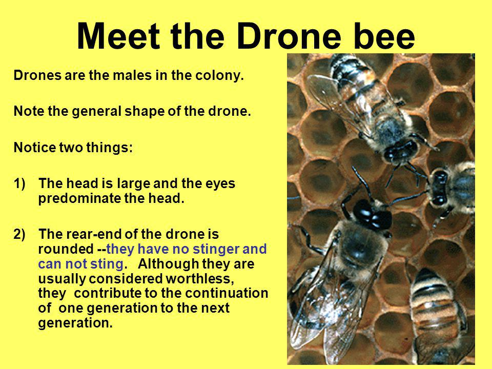Meet the Drone bee Drones are the males in the colony.