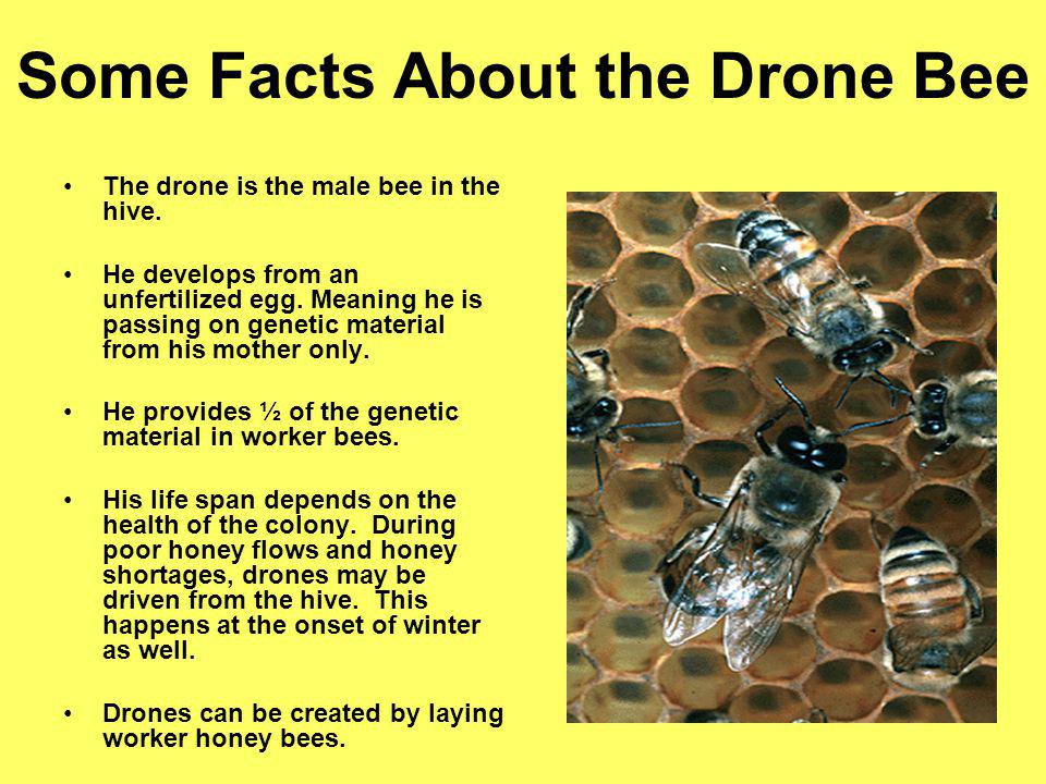 Some Facts About the Drone Bee