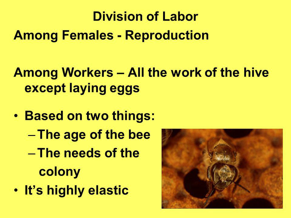 Among Females - Reproduction