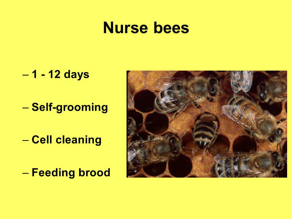 Nurse bees days Self-grooming Cell cleaning Feeding brood