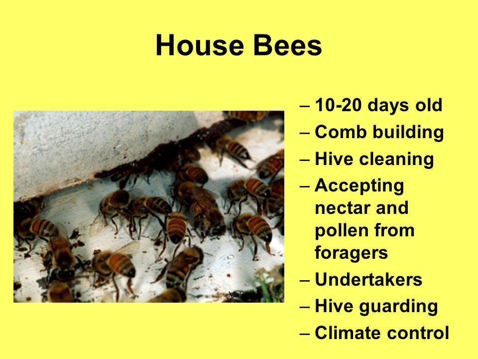 House Bees days old Comb building Hive cleaning