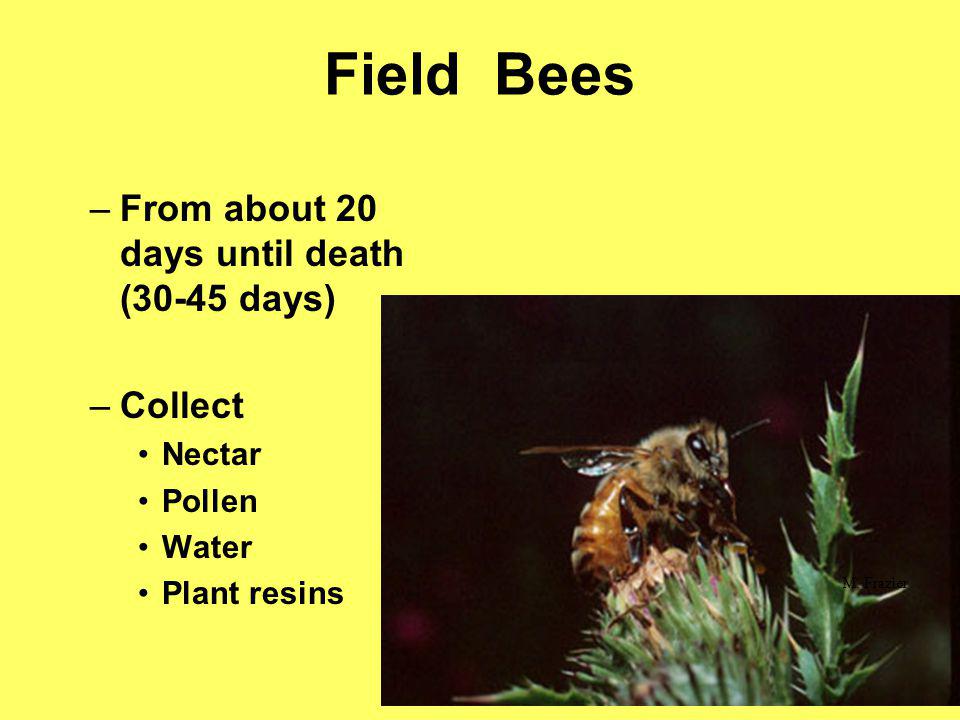 Field Bees From about 20 days until death (30-45 days) Collect Nectar