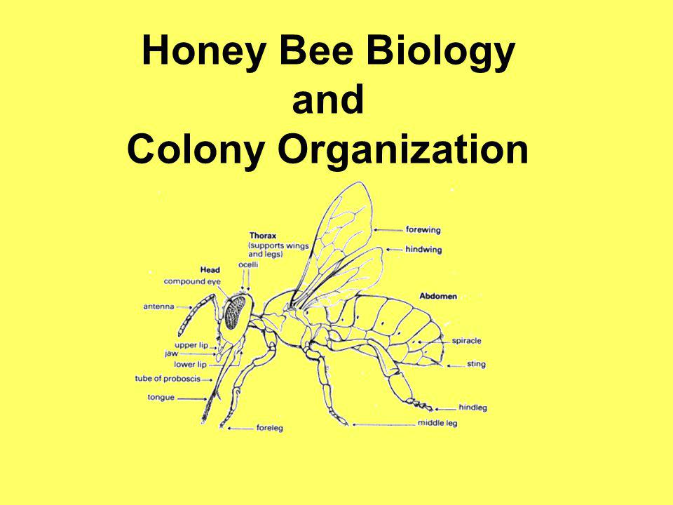 Honey Bee Biology and Colony Organization