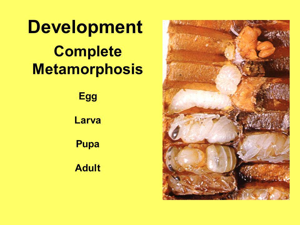 Development Complete Metamorphosis Egg Larva Pupa Adult