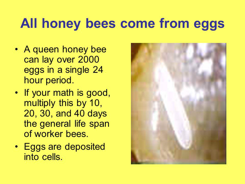 All honey bees come from eggs
