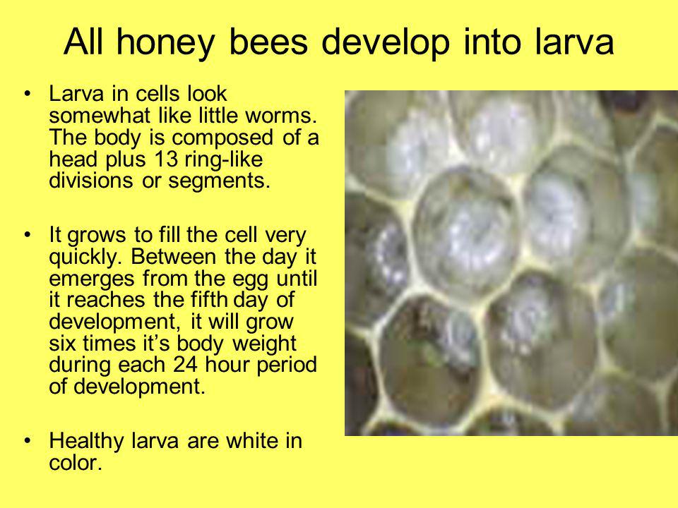 All honey bees develop into larva