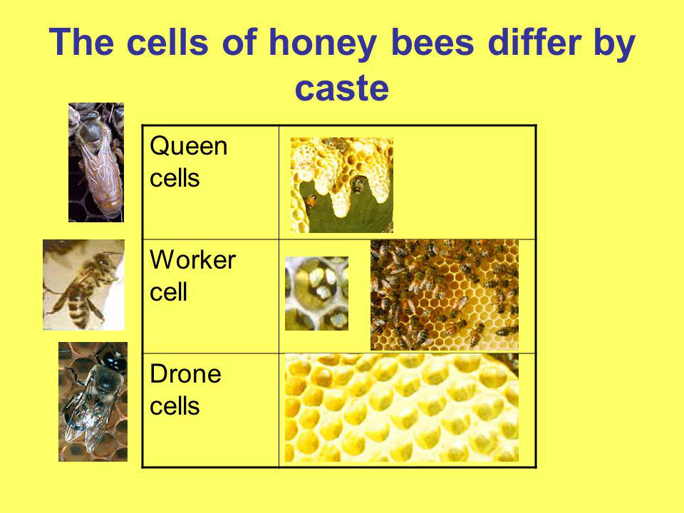 The cells of honey bees differ by caste