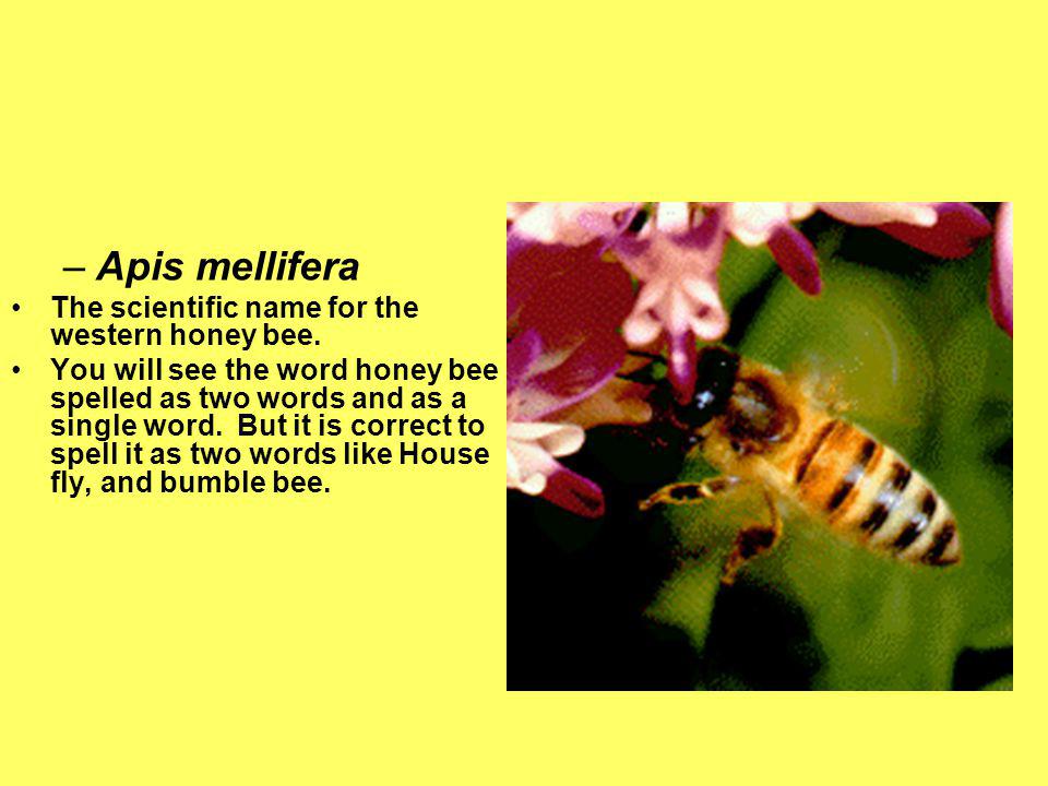 Apis mellifera The scientific name for the western honey bee.