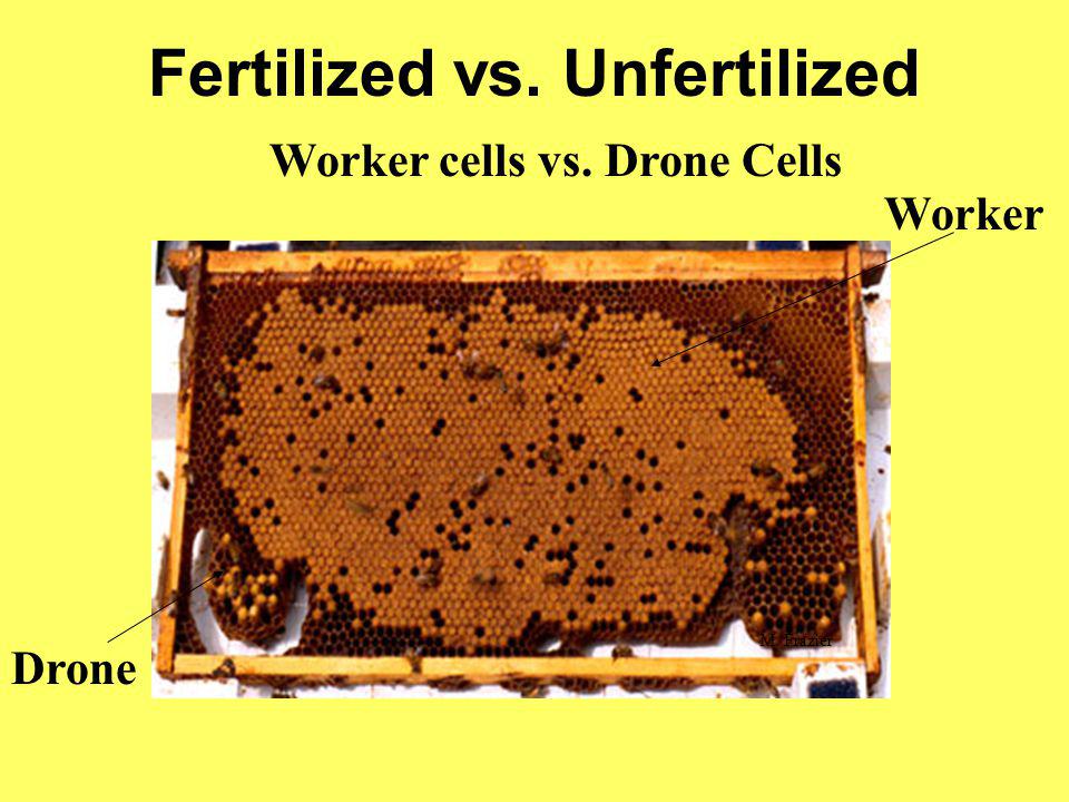 Fertilized vs. Unfertilized