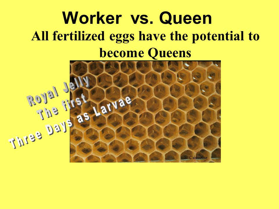 All fertilized eggs have the potential to become Queens