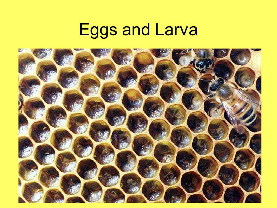 Eggs and Larva