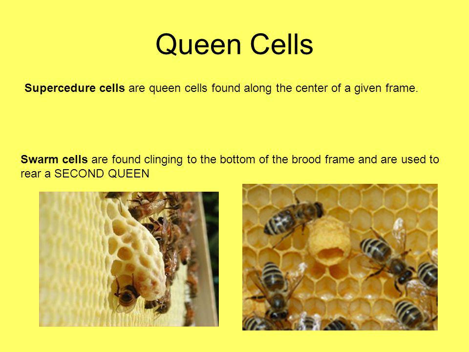 Queen Cells Supercedure cells are queen cells found along the center of a given frame.