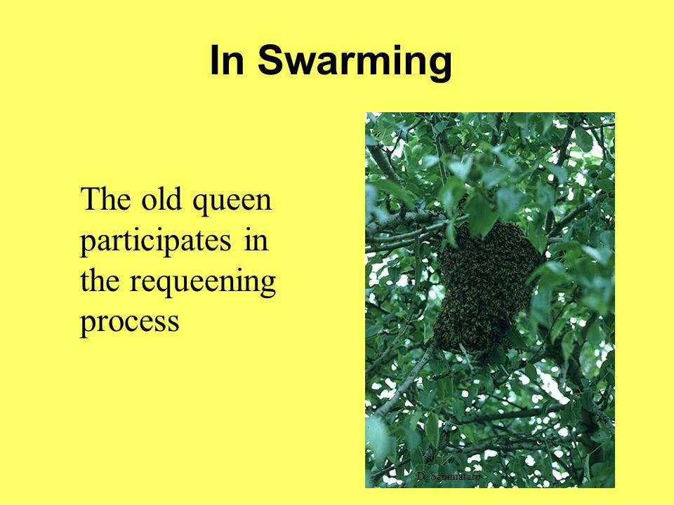 In Swarming The old queen participates in the requeening process
