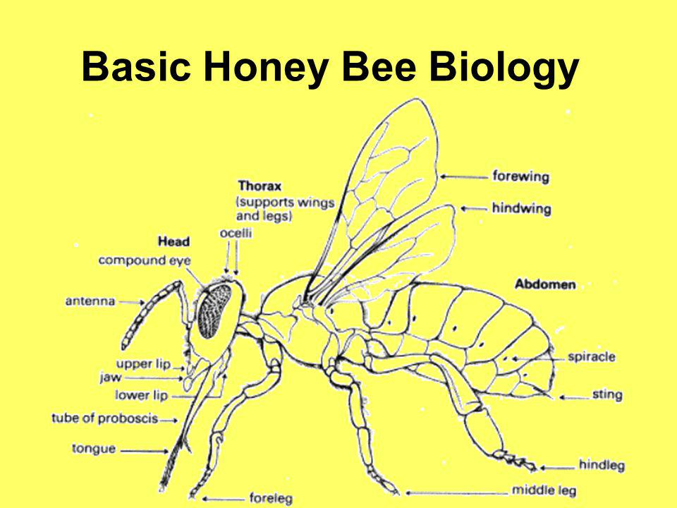 Basic Honey Bee Biology