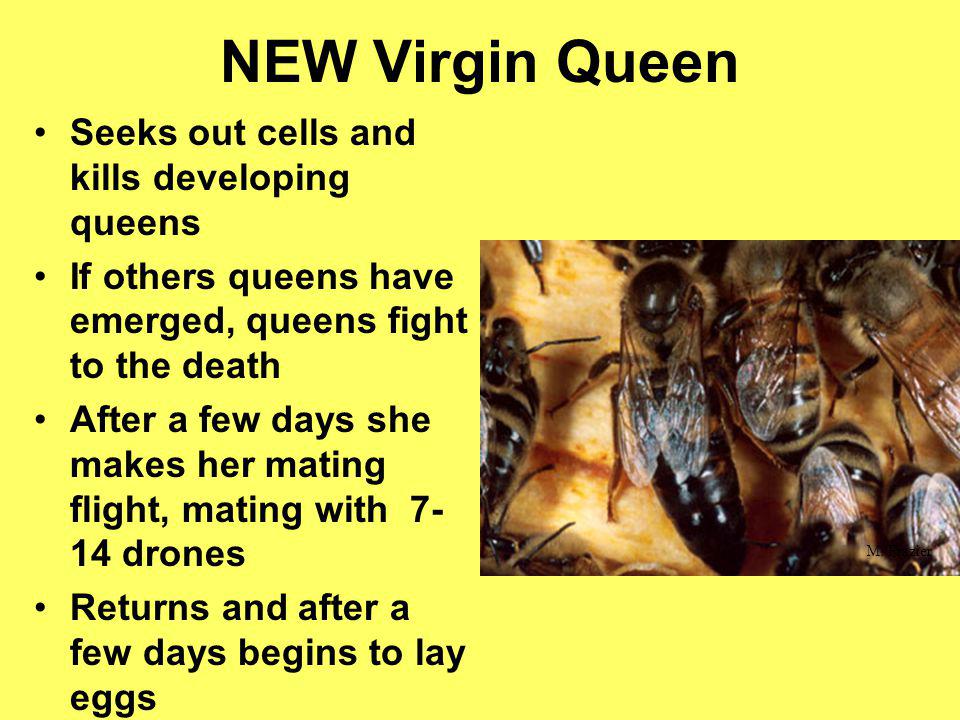 NEW Virgin Queen Seeks out cells and kills developing queens