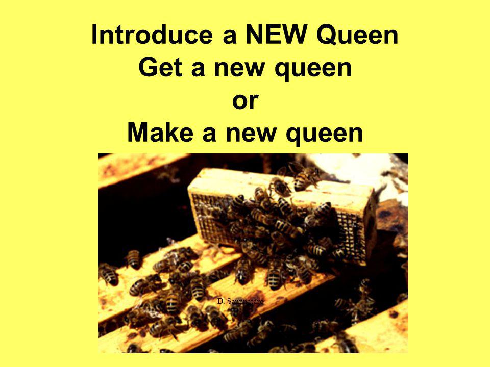 Introduce a NEW Queen Get a new queen or Make a new queen