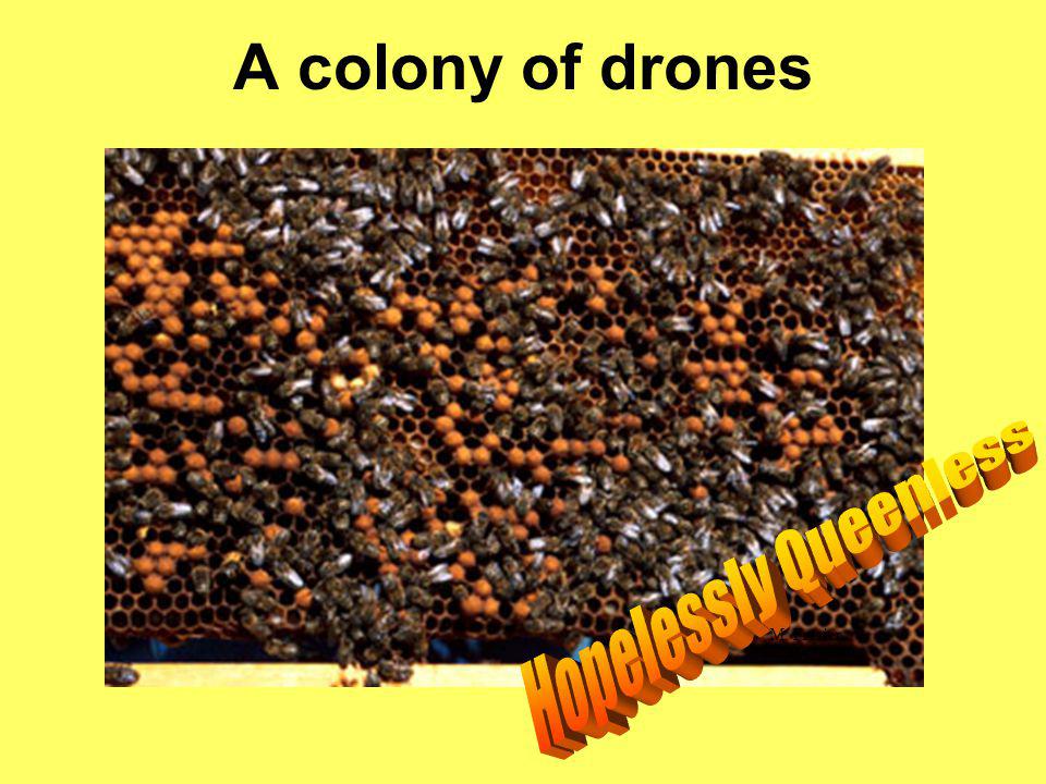 A colony of drones Hopelessly Queenless M. Frazier