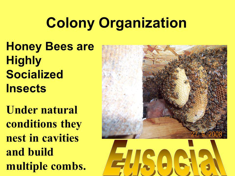 Colony Organization Eusocial Honey Bees are Highly Socialized Insects