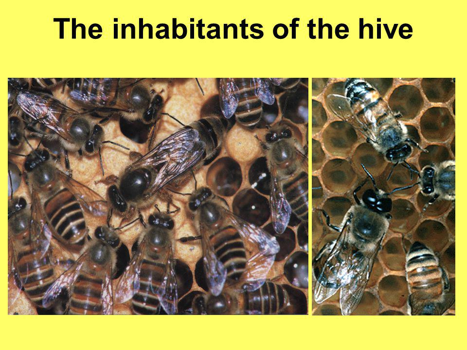 The inhabitants of the hive