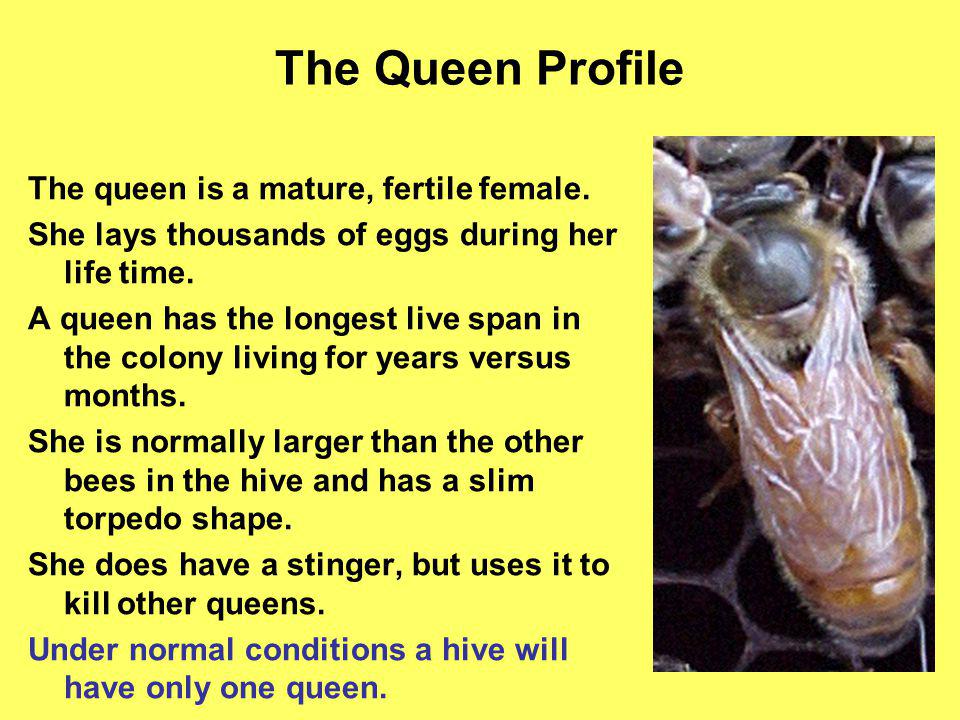 The Queen Profile The queen is a mature, fertile female.
