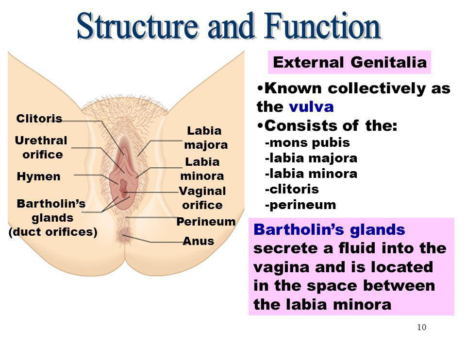 Meaning clitoris Clitoris Pain. 