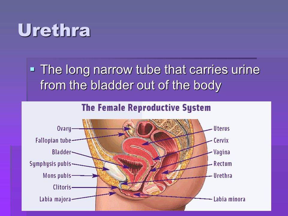 Urethra The long narrow tube that carries urine from the bladder out of the body