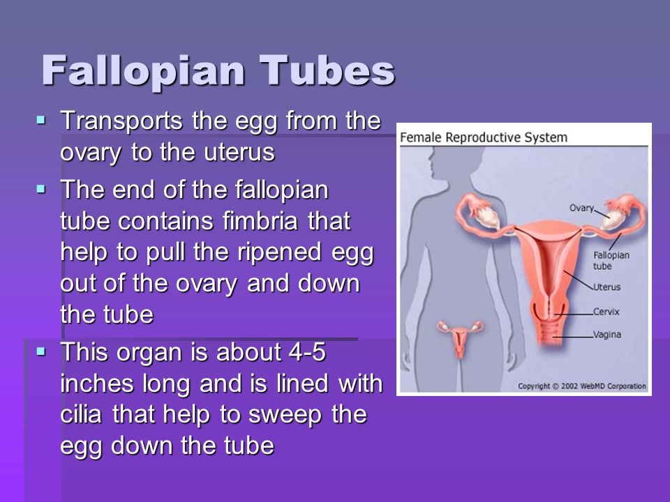 Fallopian Tubes Transports the egg from the ovary to the uterus