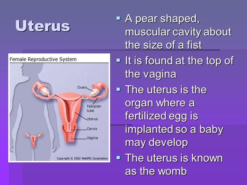 Uterus A pear shaped, muscular cavity about the size of a fist