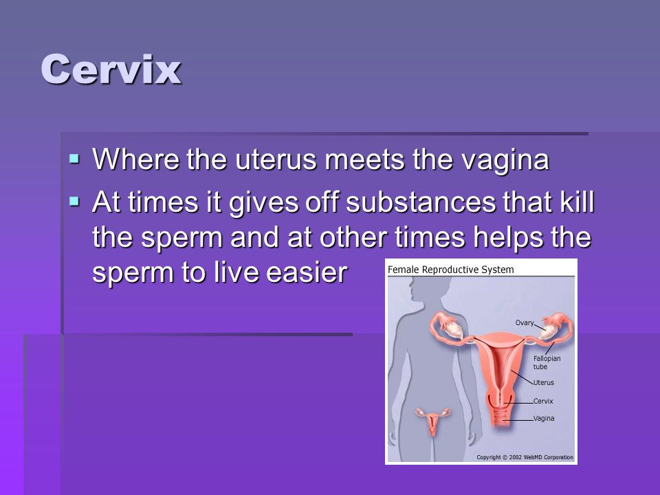 Cervix Where the uterus meets the vagina