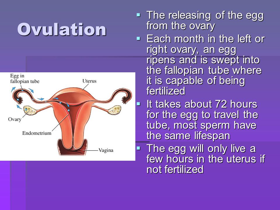 Ovulation The releasing of the egg from the ovary