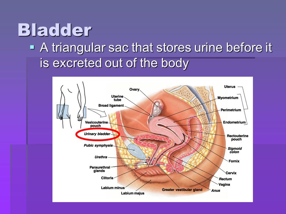 Bladder A triangular sac that stores urine before it is excreted out of the body