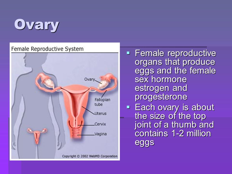 Ovary Female reproductive organs that produce eggs and the female sex hormone estrogen and progesterone.