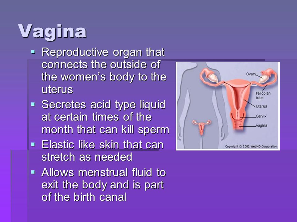 Vagina Reproductive organ that connects the outside of the women’s body to the uterus.