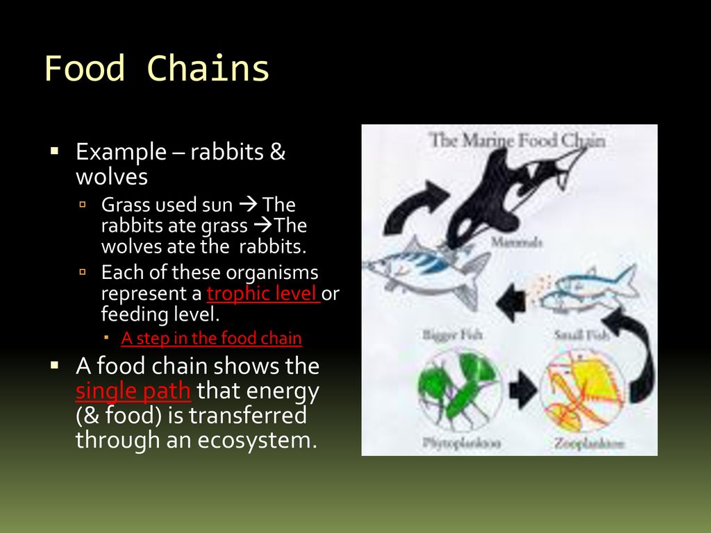 Energy in the ecosystem Biology Diagrams